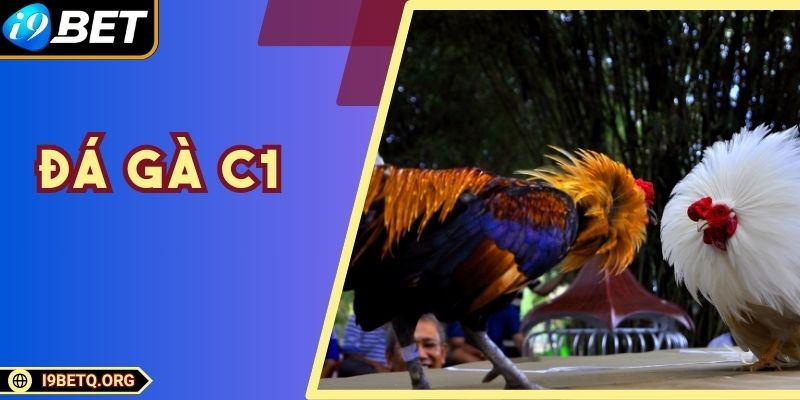 Đá Gà C1 - Giải Đấu Kê Trực Tiếp Hấp Dẫn Cho Người Xem