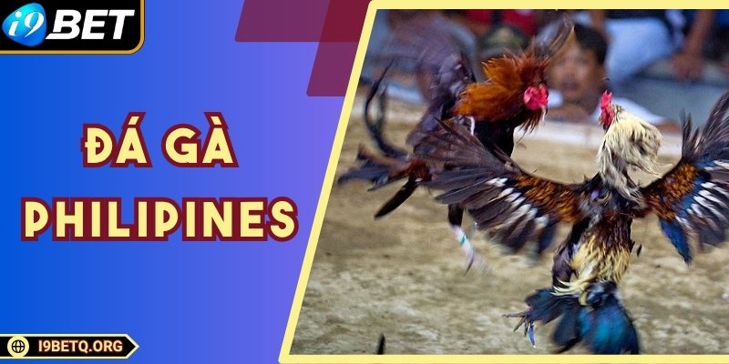 Đá Gà Philipines – Kinh Nghiệm Bắt Độ Chuẩn Từ Cao Thủ