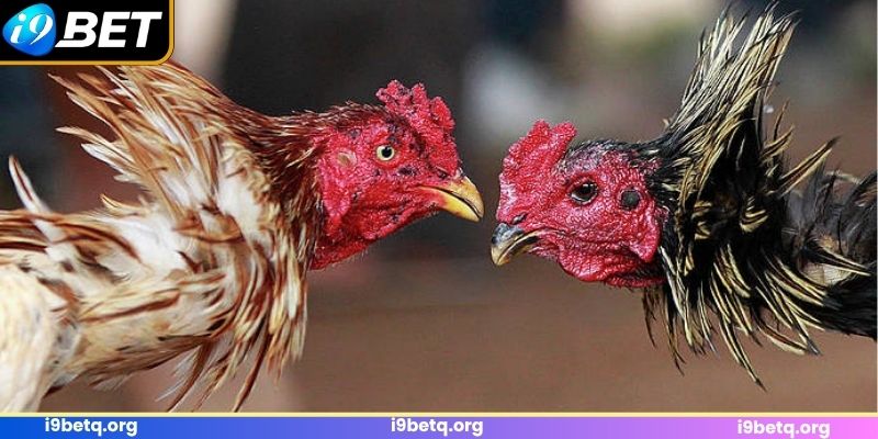 Đôi chút thông tin về sảnh đấu kê SV388