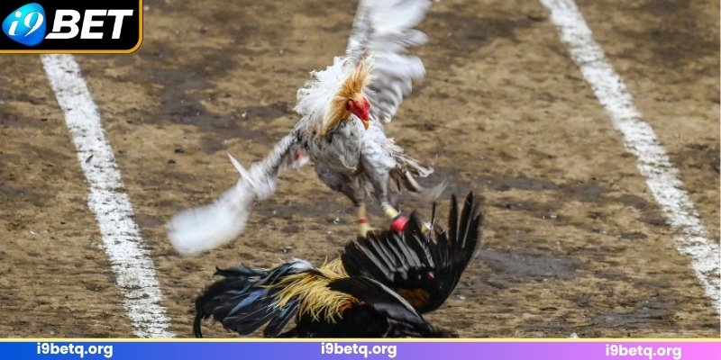 Đưa ra những nhận định chuyên sâu trước mỗi trận Đưa ra những nhận định chuyên sâu trước mỗi trận