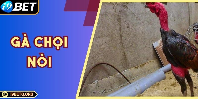 Gà Chọi Nòi - Cách Chọn Kê Chiến Huấn Luyện Hay Nhất