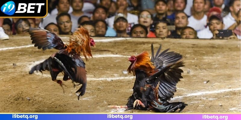 Kênh đá gà c1 Thomo nổi tiếng thế giới