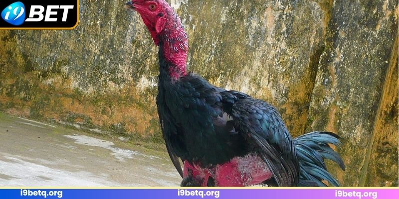 Mẹo chọn gà chọi nòi từ khi còn nhỏ Mẹo chọn gà chọi nòi từ khi còn nhỏ