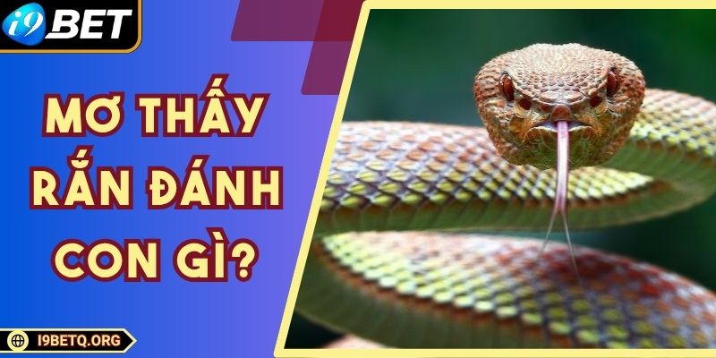 Mơ Thấy Rắn Đánh Con Gì? Gợi Ý Số Đẹp Chuẩn Từng Trường Hợp