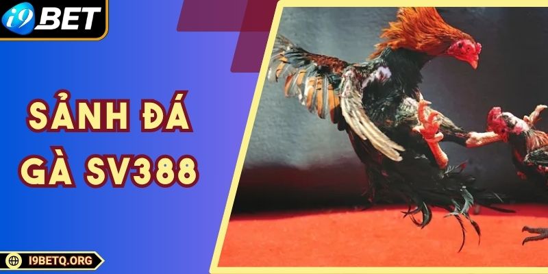 Sảnh Đá Gà SV388 - Cung Cấp Đa Dạng Các Trận Đấu Kê Hay
