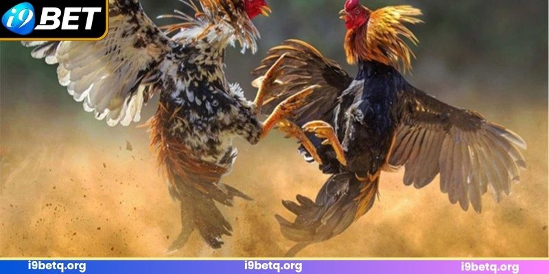 Thể loại đấu kê đa dạng tại sảnh cược