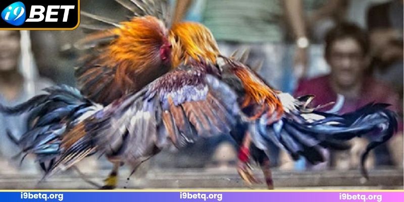 Tìm hiểu vài nét về giải đấu kê C1 thú vị