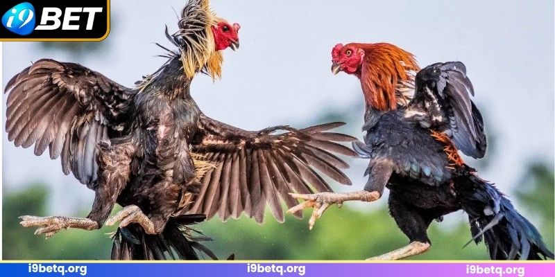 Ưu điểm mà giải đấu kê C1 mang đến