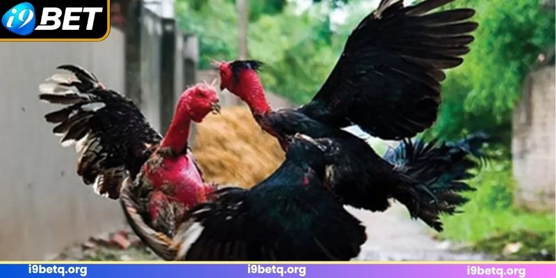 Vài chút thông tin về giống kê chọi nòi Vài chút thông tin về giống kê chọi nòi